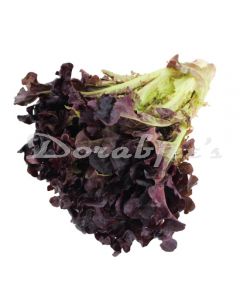 GREEN TOKRI RED OAK LEAF LETTUCE