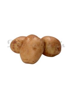 DC POTATO (BR)