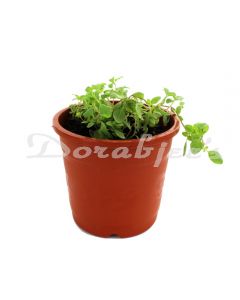 GREEN TOKRI HERB OREGANO